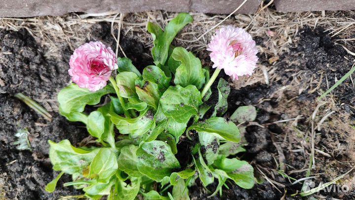 Маргаритки