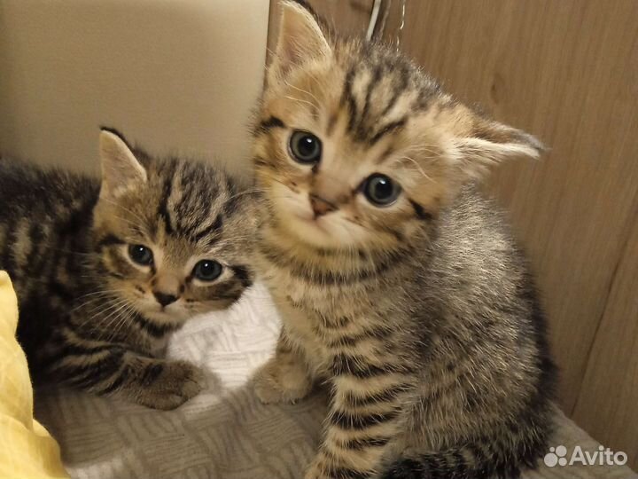 Котята 1,5 месяца