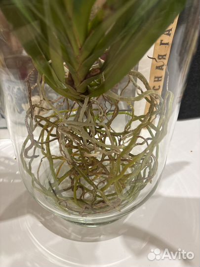 Орхидея ванда