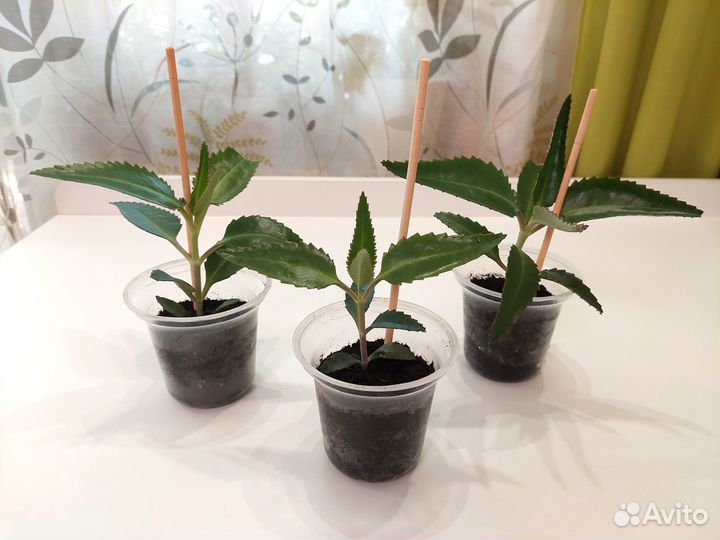 Каланхоэ лечебное отдам за шоколадку