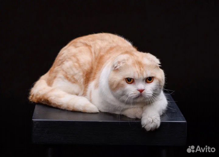 Шотландский вислоухий кот