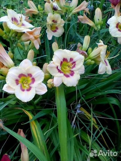 Лилейники сортовые