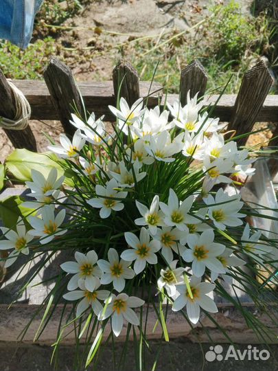 Комнатные цветы