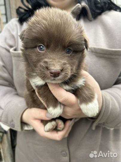 Щенок в добрые руки бесплатно