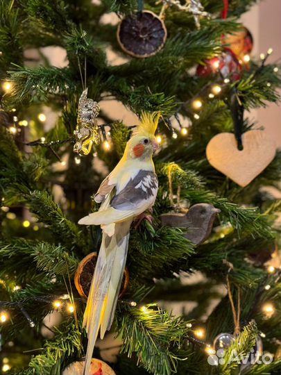 Клетка для попугая корелла