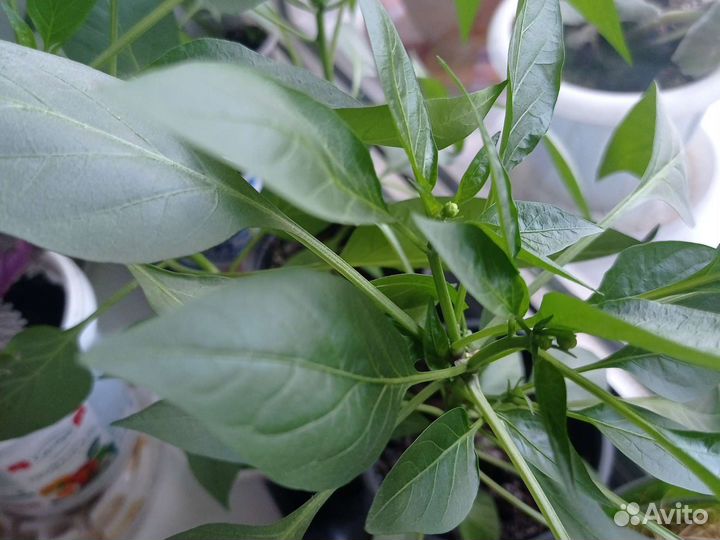 Домашний острый перчик