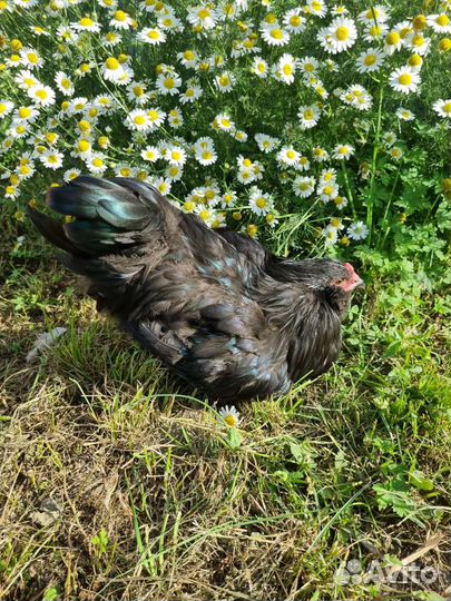 Петушок Амераукана