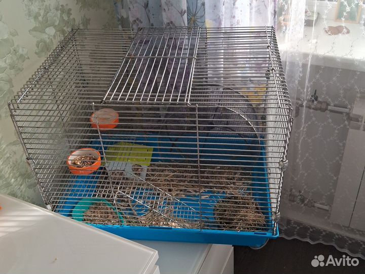 Хомяк с клеткой