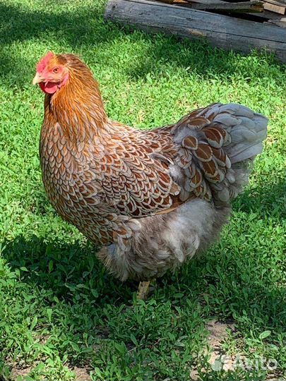 Инкубационное яйцо кур помесных