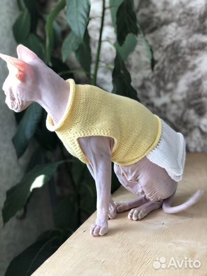 Оежда для сфинкса