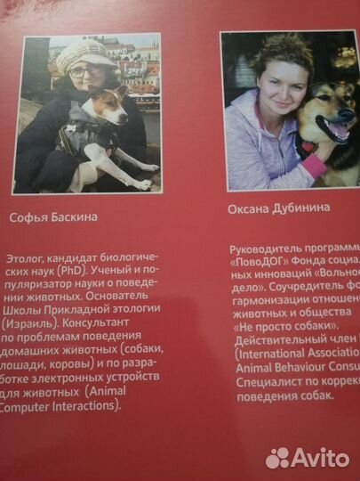 Новая жизнь бездомной собаки