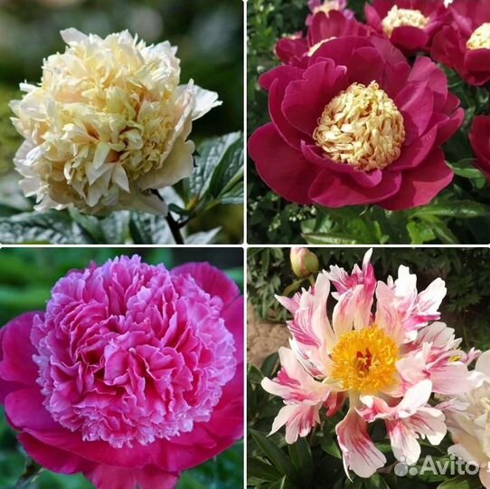 Пионы и садовые растения