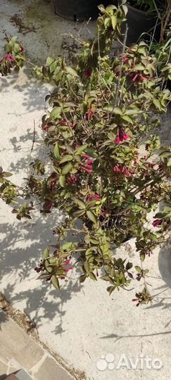 Вейгела цветущая