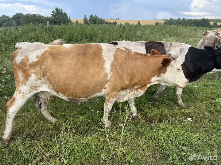 Коровы дойные молочные