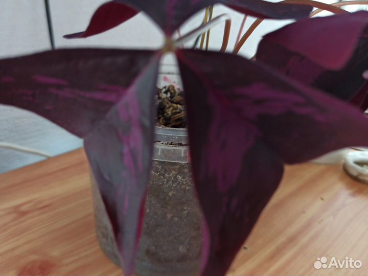 Кислица оксалис