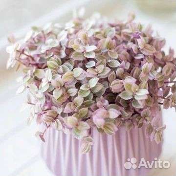 Каллизия 3 цвета розовая желтая зеленая