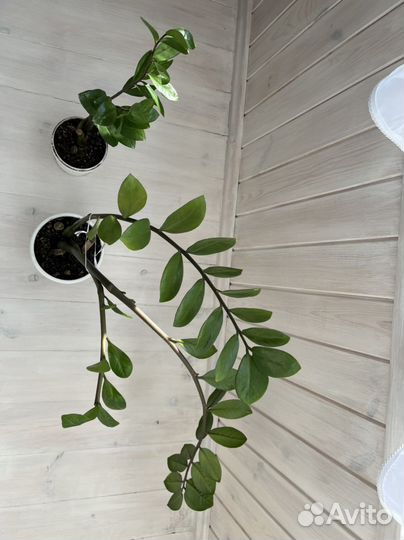 Замиокулькас