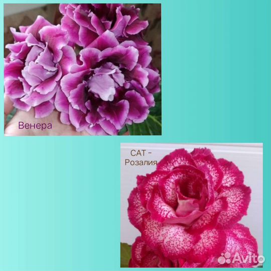 Глоксинии сортовые махровые