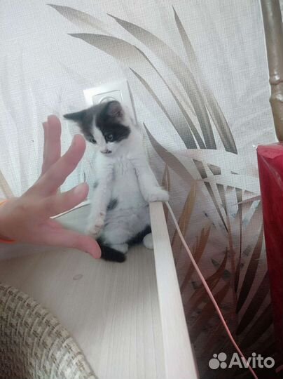 Котенок