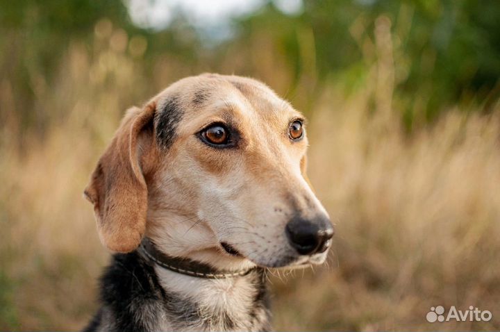 Бигль в добрые руки метис