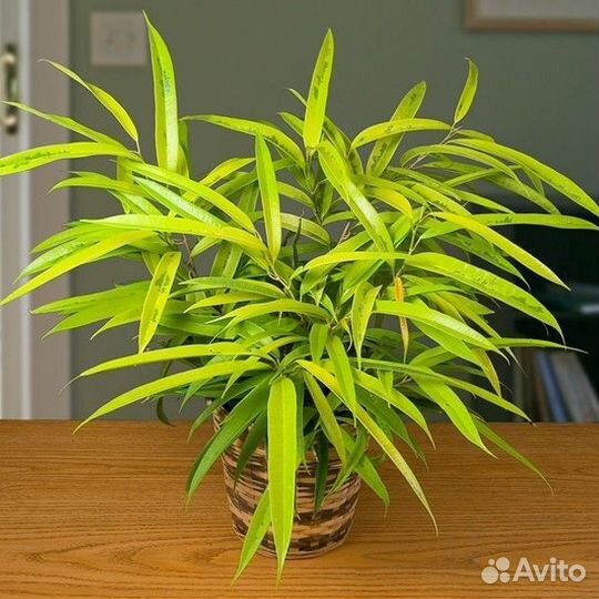 Фикус бенедейка амстел голд