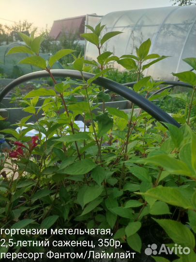 Вейгела, гортензия, дерен, спиреи