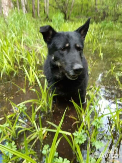Метис немецкой овчарки дар, собака в добрые руки