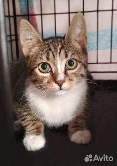 Котенок в добрые руки