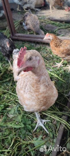Породистые молодые петушки