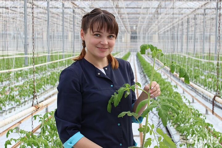 Фасовщик на овощебазу/ вахта с проживанием