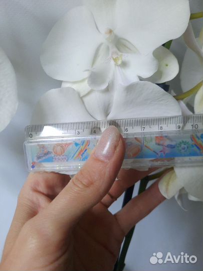 Орхидея биглип Manta Mindoro