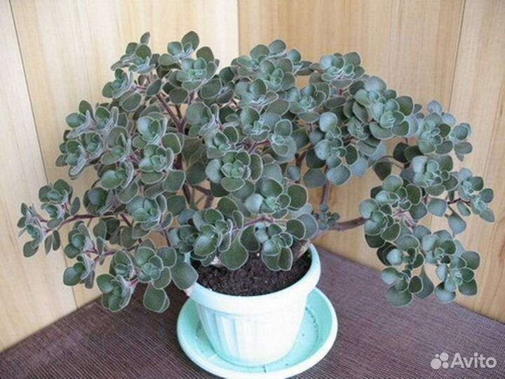 Крассула толстянка аихризон сансевиерия