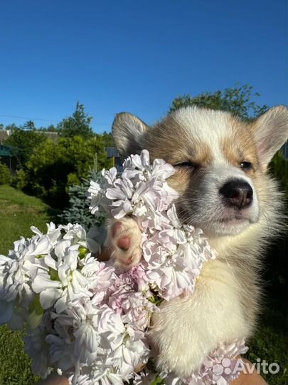 Щенки корги