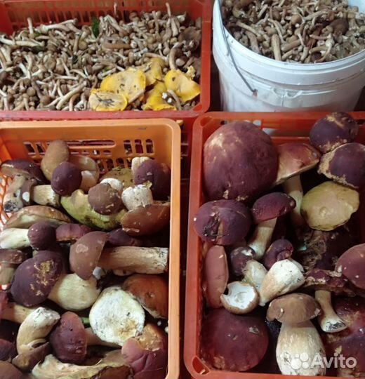 Грибы маринованные