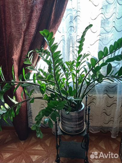 Замиокулькас (долларовое дерево)
