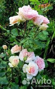 Роза флорибунда Иоганн Штраус