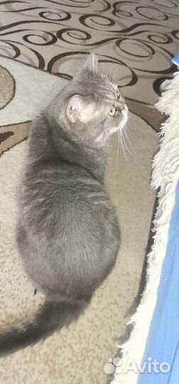 Кот в добрые руки