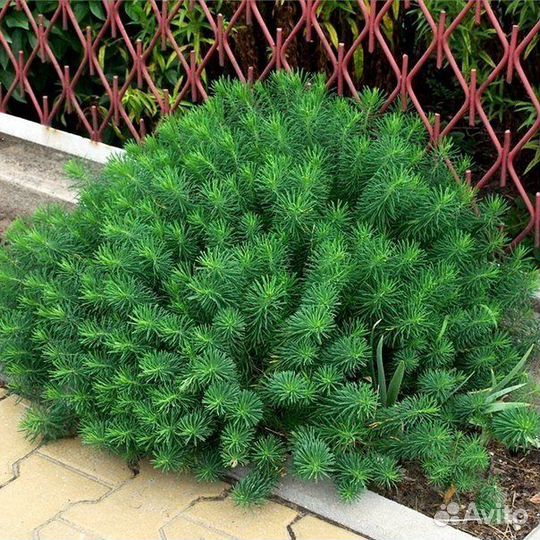 Многолетние растения