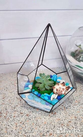 Флорариум с живым суккулентом