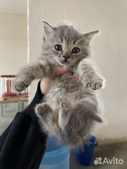 Сибирская кошка