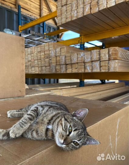 Евровагонка