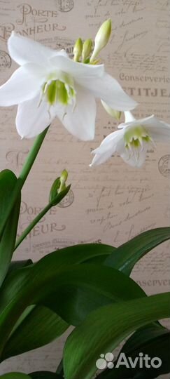 Продам луковицы Эухариса