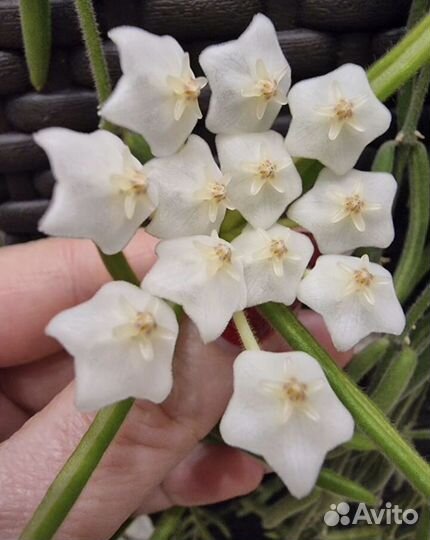 Хойя Линеарис