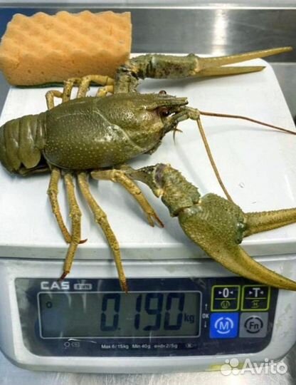 Живые раки. Свежий улов