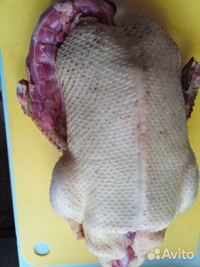 Утка домашняя мясо