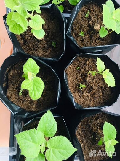 Павловния Акклиматизированные корниPaoTongZ07 Г