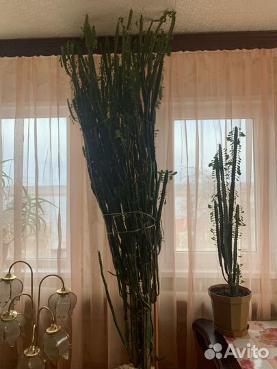 Молочай
