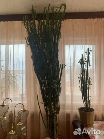 Молочай