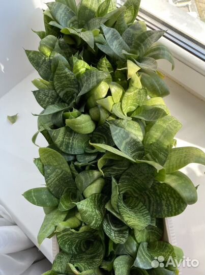 Сансевиерия