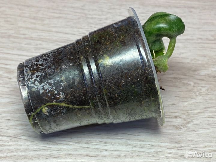 Hoya compacta 'Jodie's Silver'/Хойя Джоди сильвер